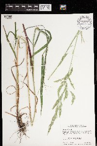 Cinna arundinacea image