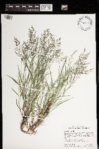 thumbnail image of current specimen
