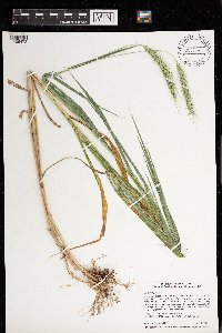 Elymus riparius image