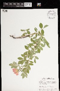 Rosa arkansana image