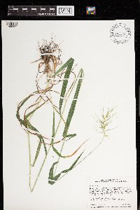 Elymus hystrix image