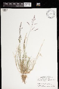 Eragrostis pectinacea image