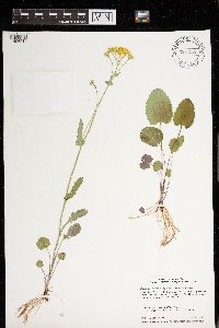 Packera pseudaurea image