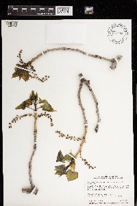 Populus deltoides image