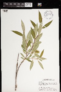 Salix serissima image