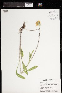 Rudbeckia hirta var. pulcherrima image