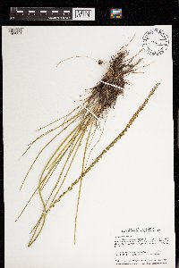 Triglochin maritima image