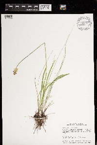 Triantha glutinosa image