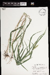 Elymus virginicus image
