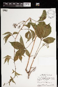 Parthenocissus inserta image