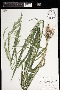 Cinna arundinacea image