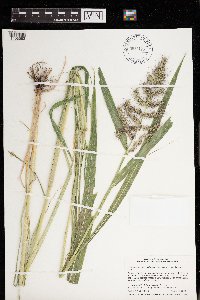 Echinochloa muricata var. muricata image