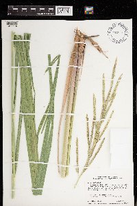 Spartina pectinata image