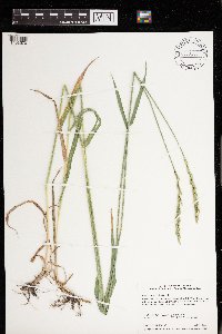 Elymus repens image