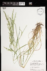 Sphenopholis intermedia image