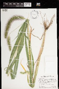 Setaria faberi image