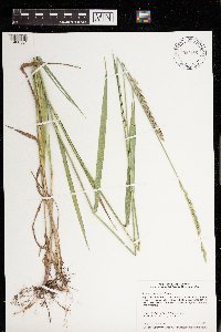Elymus repens image