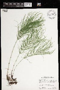 Equisetum pratense image