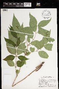Diervilla lonicera image