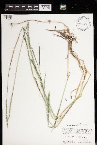 Elymus repens image