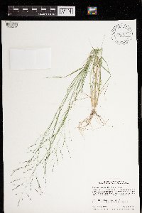 Eragrostis pectinacea image
