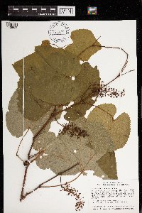 Vitis aestivalis var. bicolor image