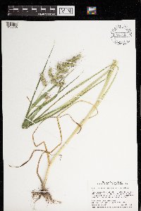 Echinochloa muricata var. muricata image