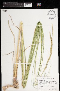 Spartina pectinata image