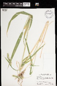 Setaria faberi image