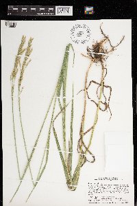 Bromus inermis image