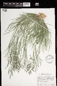 Eragrostis pectinacea image