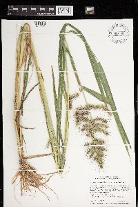 Echinochloa muricata var. muricata image