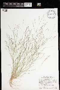 Eragrostis pectinacea image