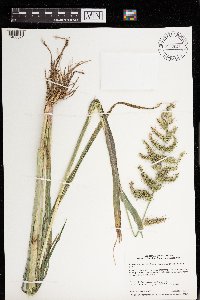 Echinochloa muricata var. muricata image