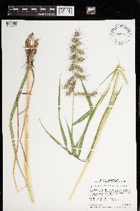 Echinochloa muricata var. muricata image
