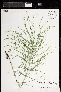 Equisetum arvense image