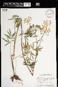 Cicuta maculata image