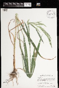 Cinna arundinacea image