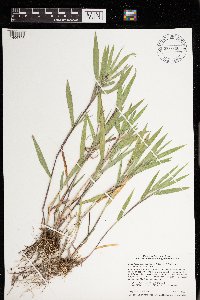 Dichanthelium oligosanthes image