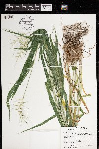Elymus hystrix image