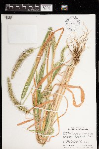 Setaria faberi image
