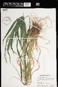 Elymus virginicus image