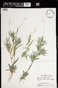 Dichanthelium acuminatum image