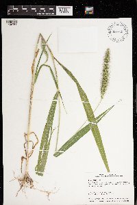 Setaria faberi image