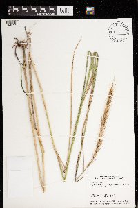 Elymus riparius image