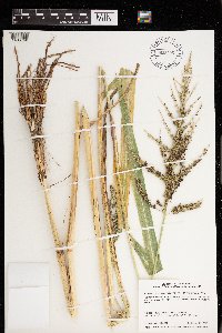 Echinochloa muricata image