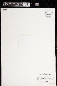 Azolla mexicana image