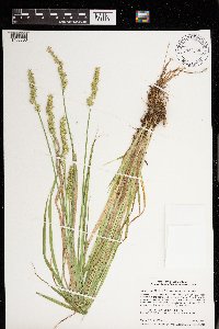 Carex stipata var. stipata image
