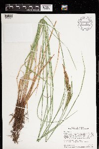 Carex stricta image