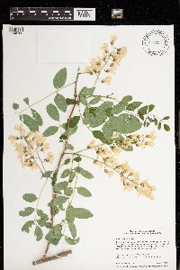 Robinia pseudoacacia image